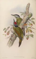 Gecinus tancolo = Picus canus tancolo